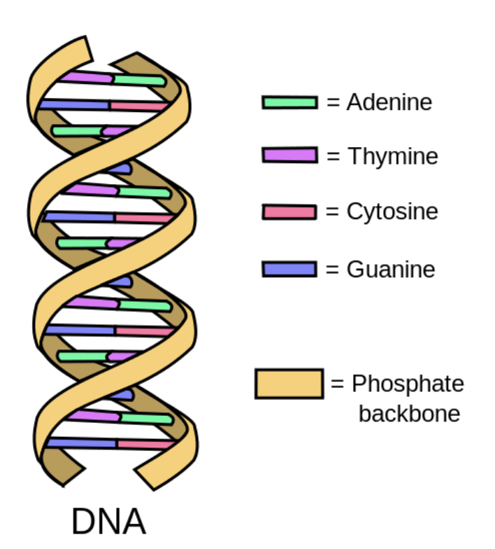 <p>double helix</p><p>(phosphate backbone and nitrogen bases)</p>