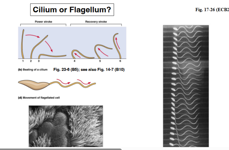 <p><span style="background-color: transparent;"><strong>Movement</strong></span></p>
