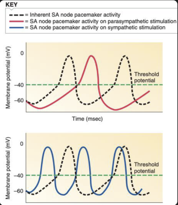 <p><strong>Parasympathetic nervous system</strong></p><ul><li><p>Slows down action potential firing in the SA node - pacemaker activity</p><ul><li><p>Causes hyperpolarisation, slowing time to reach threshold, thus starting an action potential</p></li></ul></li></ul><p></p><p><strong>Sympathetic nervous system</strong></p><ul><li><p>Increases rate of action potential firing in the SA node - pacemaker activity</p><ul><li><p>Causes depolarisation, reducing time to reach threshold, thus starting an action potential</p></li></ul></li></ul><p></p><p>This is how heart rate is regulated</p>