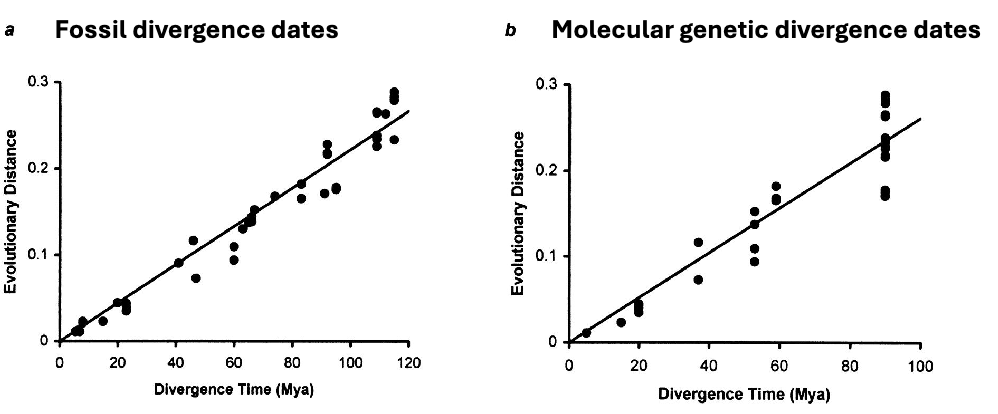 <ul><li><p><span style="color: rgb(0, 0, 0);">molecular traits change at a steady rate, in a ‘clock-like’ fashion </span></p></li><li><p><span style="color: rgb(0, 0, 0);">recall neutral theory: </span></p><ul><li><p><span style="color: rgb(0, 0, 0);">if mutation rate is constant and generation times are similar,<br># neutral molecular differences between two taxa should be proportional to the age of their most recent common ancestor</span></p></li></ul></li><li><p>can this be used to date when and how rapidly major events occurred?</p><ul><li><p>yes, # substitutions proportional to divergence time</p></li></ul></li></ul><p></p>
