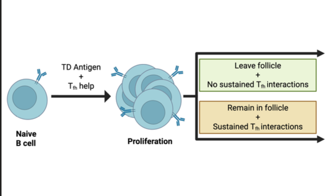 <p>Leave follicle or remain in follicle</p>