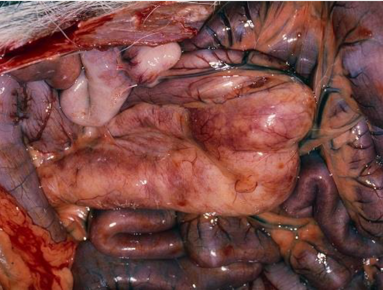 <p>Pictured is hemorrhagic enteritis from what disease? What bacterial agent causes this disease and carried by what fluke?</p>