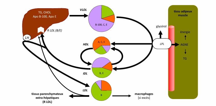 <p>voie endogène explication</p>