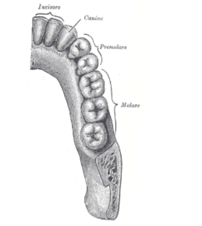 <p>What is the arrangement of teeth in the dental arch </p>