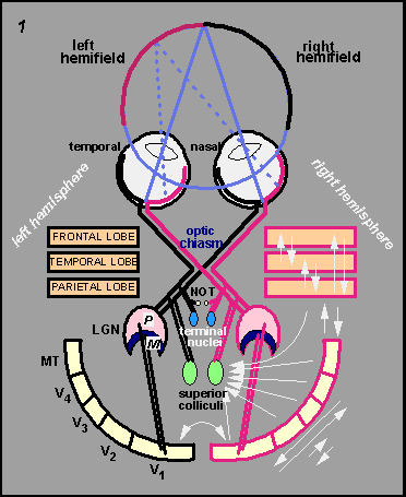 <p><span>Binokulært input opstår først i </span><strong>primær visuel cortex (V1)</strong><span>. </span></p><p><span>I LGN holdes input fra de to øjne adskilt, mens neuroner i V1 modtager input fra begge øjne og kan sammenligne dem for dybdesyn (stereopsis).</span></p><p></p>