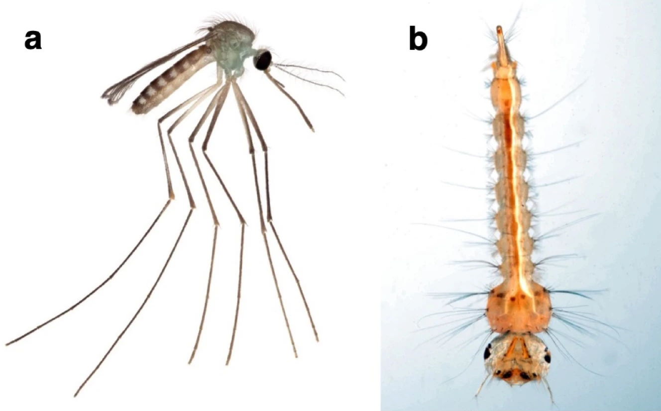 <p>What Genus is this, and how do you know?</p>