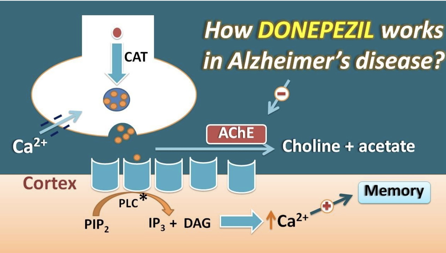 <p>C. Ức chế acetylcholinesterase</p>