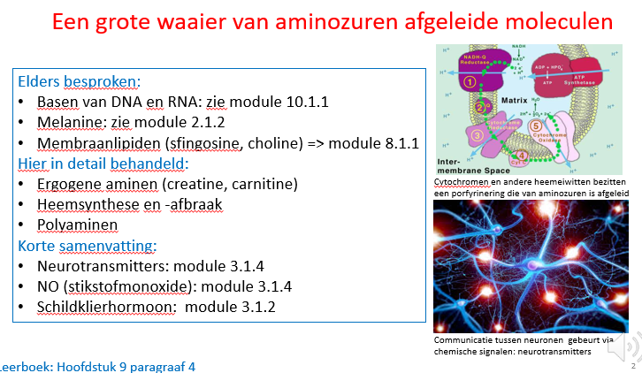 <p><span>We hebben idd de eiwitten die bestaan uit ketens van AZ’en, maar daarnaast zijn er ook andere moleculen die afgeleid zijn van specifieke AZ’en (ofwel deels ofwel geheel afgeleid van AZ’en).</span></p><p style="text-align: left;"><span><br></span></p><p style="text-align: left;"><span>We hebben het al een keer gehad over melanine (module 2) en over de membraanlipiden (sfingosine, choline) die ook deels afgeleid zijn van AZ’en (module 8).</span></p><p style="text-align: left;"><span><br></span></p><p style="text-align: left;"><span>We zullen het nu nog hebben over het feit dat het koolstofskelet van de DNA en RNA basen ook afgeleid zijn van AZ’en.</span></p><p style="text-align: left;"><span><br></span></p><p style="text-align: left;"><span>In deze les zullen we het hebben over de ergogene aminen.</span></p><p style="text-align: left;"><span>In deze groep zitten creatine en carnitine.</span></p><p style="text-align: left;"><span><br></span></p><p style="text-align: left;"><span>We zullen het ook hebben over heem, hoe het gemaakt wordt uitgaande van oa Gly (AZ) en we zullen het aansluitend ook hebben over de heemafbraak, omdat dat medisch gesproken ook belangrijk is.</span></p><p style="text-align: left;"><span>Een afbraak product van heem is billirubine en dat is ook de oorzaak van de icterus (zie vorige slide)</span></p><p style="text-align: left;"><span><br>We zullen het ook hebben over de polyaminen (dus moleculen die afgeleid zijn van aneenschakeling van AZ’en zonder zuurgroep en die belangrijk zijn voor het stabiliseren van DNA bij de celdeling.</span></p><p style="text-align: left;"><span><br></span></p><p style="text-align: left;"><span>We zullen het ook hebben over NO als retrograde NT (module 3) en schildklierhormoon waarbij de Tyrosines gejodineerd worden.</span></p><p style="text-align: left;"><span>Schldklierhormoon is ook een afgeleide van AZ’en.</span></p><p style="text-align: left;"><span><br></span></p><p style="text-align: left;"><span>Foto rechts onderaan:</span></p><p style="text-align: left;"><span>Je ziet een neuronennetwerk, wat verwijst naar NO als NT.</span></p><p style="text-align: left;"><span>Erboven zie je de ademhalingsketen in binnenste mitochondriale membraan.</span></p><p style="text-align: left;"><span>Sommigen van de complexen van de ademhalingsketen dragen een heemgroep als reactieve groep en ook cytochromen die voor detoxificatie en voor omzetting van cholesterol in steroïdhormonen en galzuren een belang hebben.</span></p><p style="text-align: left;"><span>Die cytochromen hebben vaak een heem molecuul als reactieve groep.&nbsp;</span></p>