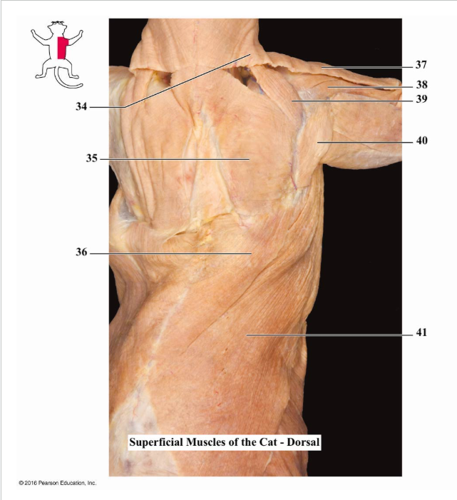 <p>I.D and explain the function of #35</p>