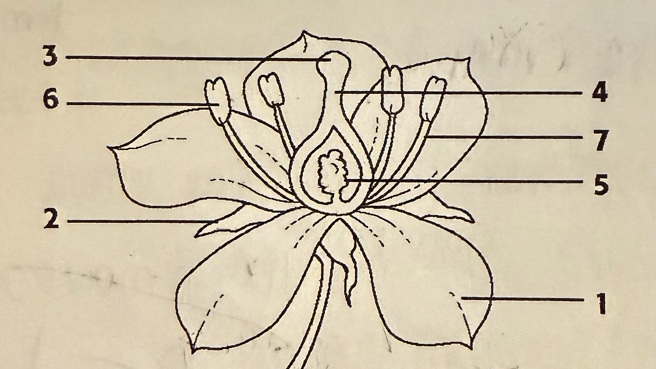 <p>label 6 and explain</p>