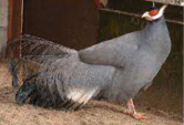 <p>welk type kip is dit</p>