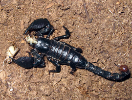 <ul><li><p>Nocturnal predators with chelate pedipalps</p></li><li><p>Stinging apparatus on posterior of opisthosoma</p></li><li><p>Found in warmer climates</p></li><li><p>Most ancient terrestrial arthropod</p></li><li><p>Probably evolved from a eurypterid-like ancestor</p></li><li><p>Ventral pectines for chemo/mechanoreception</p></li></ul><p></p>