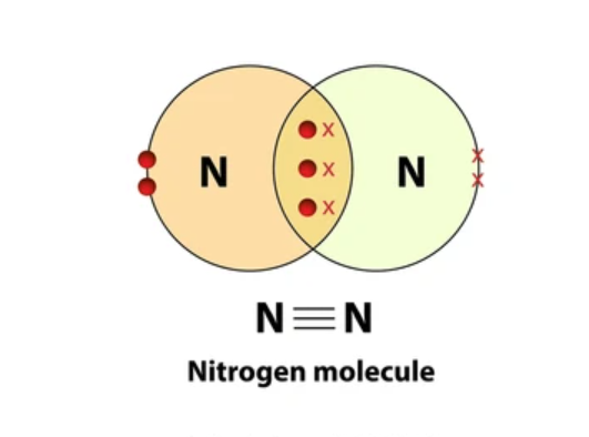 <p>shares 3 electrons</p><ul><li><p>nitrogen gas N2</p></li></ul><p></p>