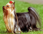 <p>welk type hond is dit</p>