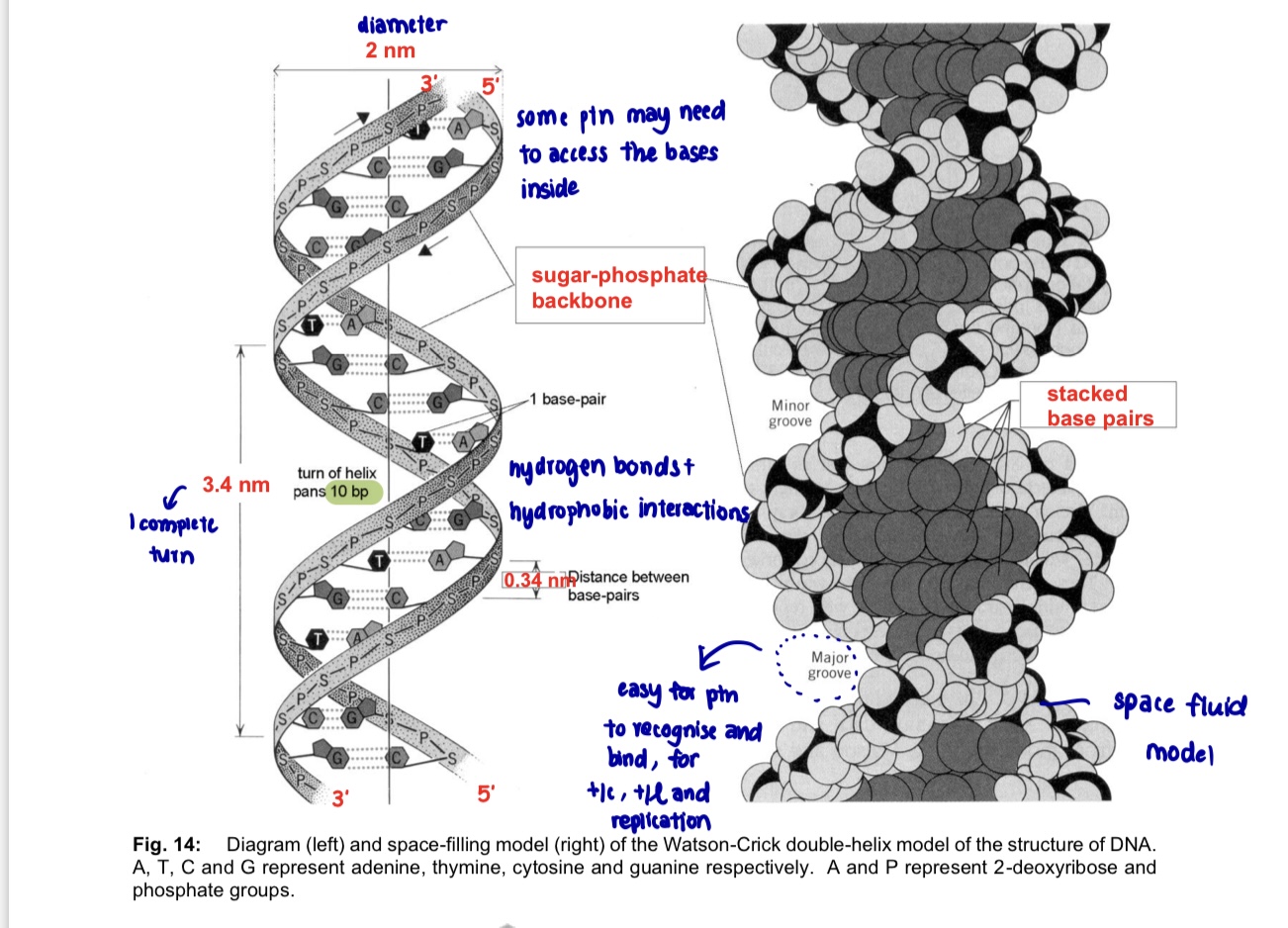 <ul><li><p>a DNA molecule is <strong>double helix</strong> comprising 2 DNA strands</p></li><li><p>based on X-ray diffraction data, DNA is</p><ul><li><p>long, thin molecule, <strong>diameter 2nm</strong></p></li><li><p>2 strands</p></li><li><p>coiled in the form of a double helix, the helix making <strong>one complete twist every 3.4 nm</strong></p></li><li><p>has <strong>10 bases</strong> to each complete turn of the helix</p></li></ul></li><li><p>ATGC base composition</p><ul><li><p>base composition of DNA of an organism is constant throughout all the somatic cells and is characteristic for a given species</p></li><li><p><strong>no. of A = no. of T</strong>; <strong>no. of G = no. of C</strong></p></li><li><p>there’s always an equal proportion of purines (A+G) and pyrimidines (C+T)</p></li></ul></li><li><p>specific complementary base pairing between A on one DNA strand and T on the other, btw G and C</p></li></ul><p></p>