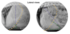 <p>What is seen on the left?</p>