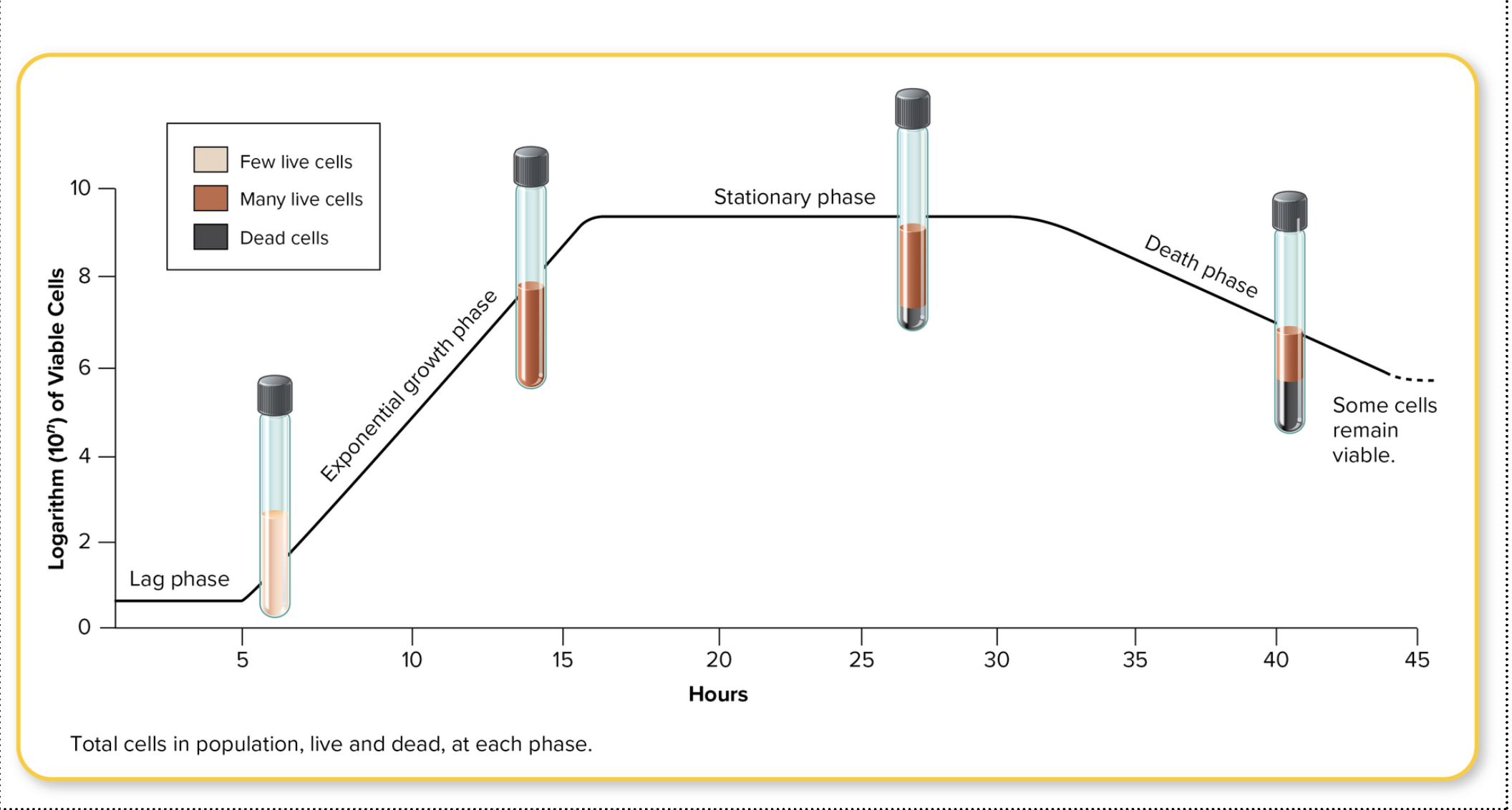 <p><strong>Growth Curve Phases:</strong></p><ol><li><p>Lag Phase</p></li><li><p>Exponential/Log Phase</p></li><li><p>Stationary Phase</p></li><li><p>Death Phase</p></li></ol><p>Viable nonculturable state (VNC)</p><p>Is the system of batch culturing open or closed?</p>