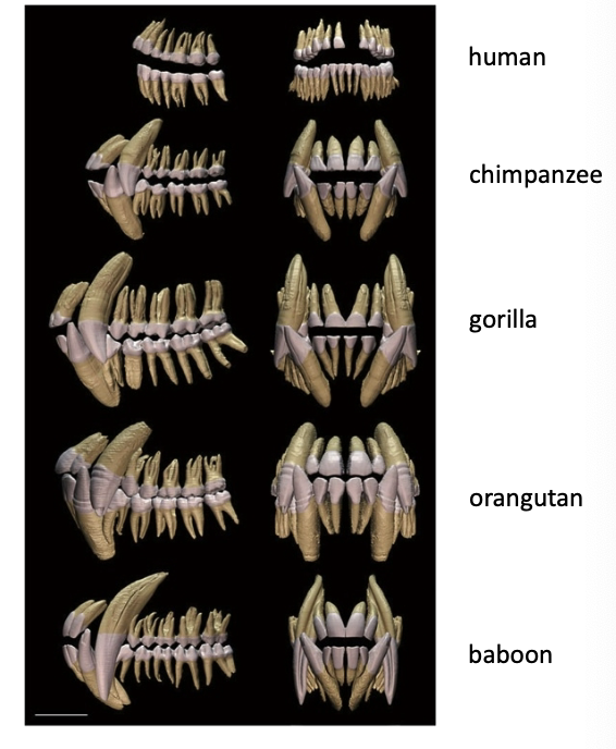 <p>primitive mouth with 4 distinct kinds of teeth:</p><ol><li><p>incisors</p></li><li><p>canines</p></li><li><p>premolars</p></li><li><p>molars</p></li></ol><p></p>