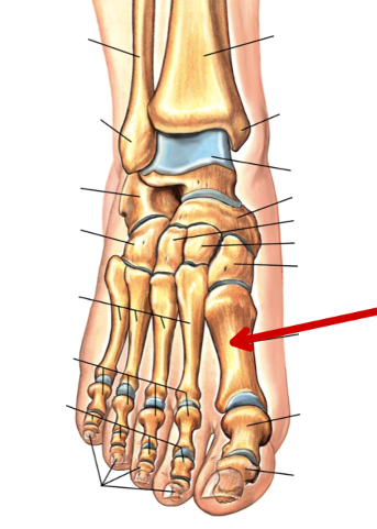 <p>Foot Bones</p>
