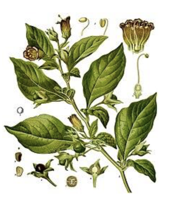 <p>Atropa belladonna (bella donna= beautiful lady); family: Solanaceae</p>