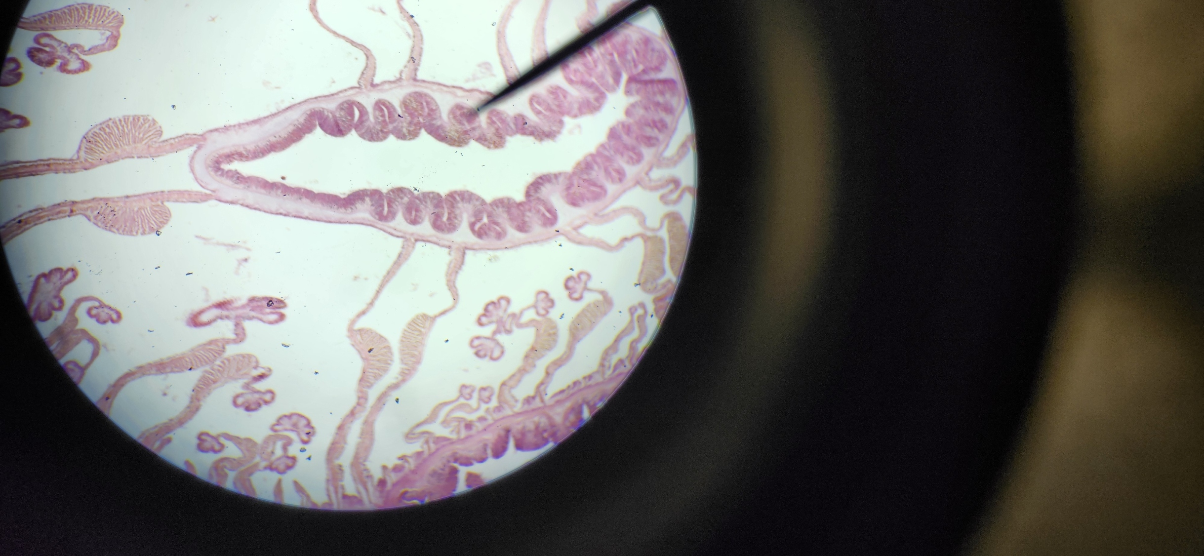 <p>what is the genus, class, phylum of the organism?</p>