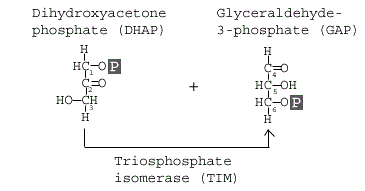 <p>Step 5</p><p>Converts DHAP molecules into GAP to continue onto the next step</p><p>Should have two GAP molecules at the end</p>