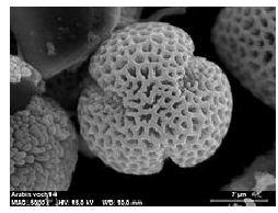 <p>Archaeplastida: Plantae: Tracheophyta: Spermatophyta: <strong>Angiospermae (10.2:Classes: Eudicotyledonae -synapomorphies, characteristics ) </strong></p><img src="https://assets.knowt.com/user-attachments/c432f212-1a84-48fe-a18f-6e1d674f76d4.jpg" data-width="100%" data-align="center"><p></p>