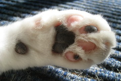 <p>The soft foot of a dog or cat with claws is a _____.</p>