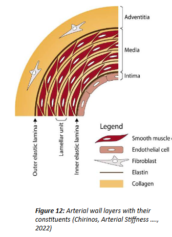 <p>3 layers: intima, media and adventitia</p>