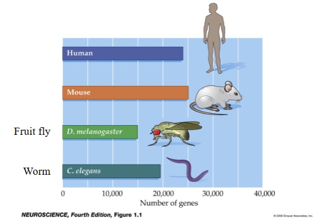 <p>• The number of genes does not correlate with organismal complexity</p><p>• There is a complex relationship between genetics and behaviors</p>