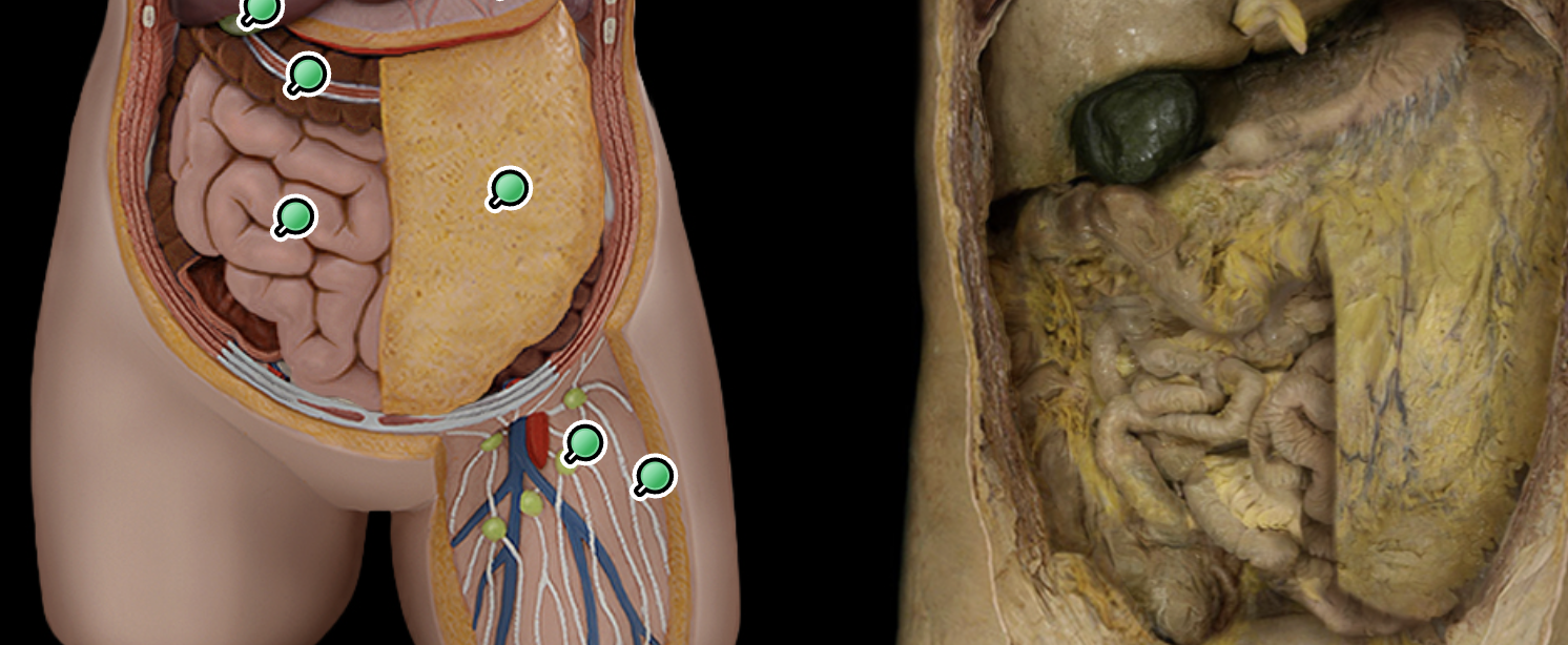 <p>Small intestine</p>