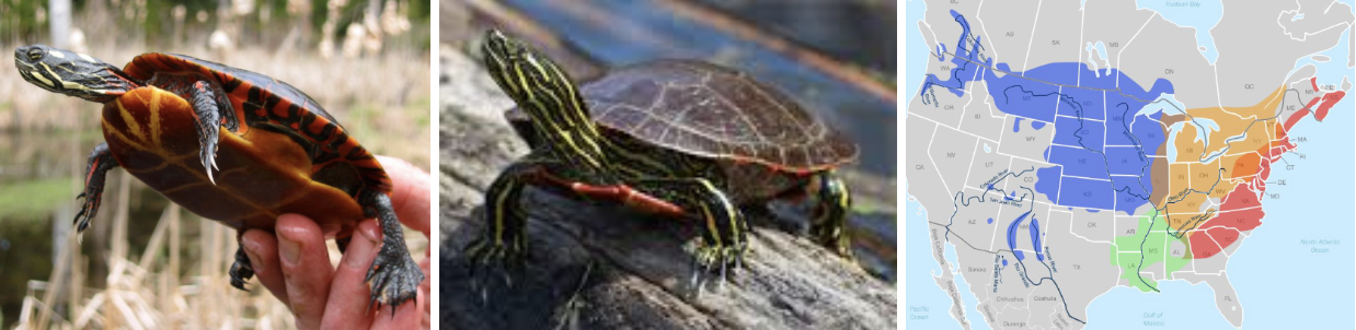 <ul><li><p><span style="background-color: transparent;"><strong>Habitat:</strong> </span><span>shallow water bodies with muddy substrate, little current, and basking sites</span></p></li><li><p><span style="background-color: transparent;"><strong>Diet:</strong> </span><span>plants, small fish, insects, crustaceans, carrion</span></p></li><li><p><span style="background-color: transparent;"><strong>Characteristics:</strong> semi-aquatic, flat, smooth dark carapace, </span><span>vibrant under edges of carapace (ranges from yellow to bright red)</span><span style="background-color: transparent;">, same vibrancy down legs and up neck, no map-like markings on plastron</span></p></li></ul><p></p>