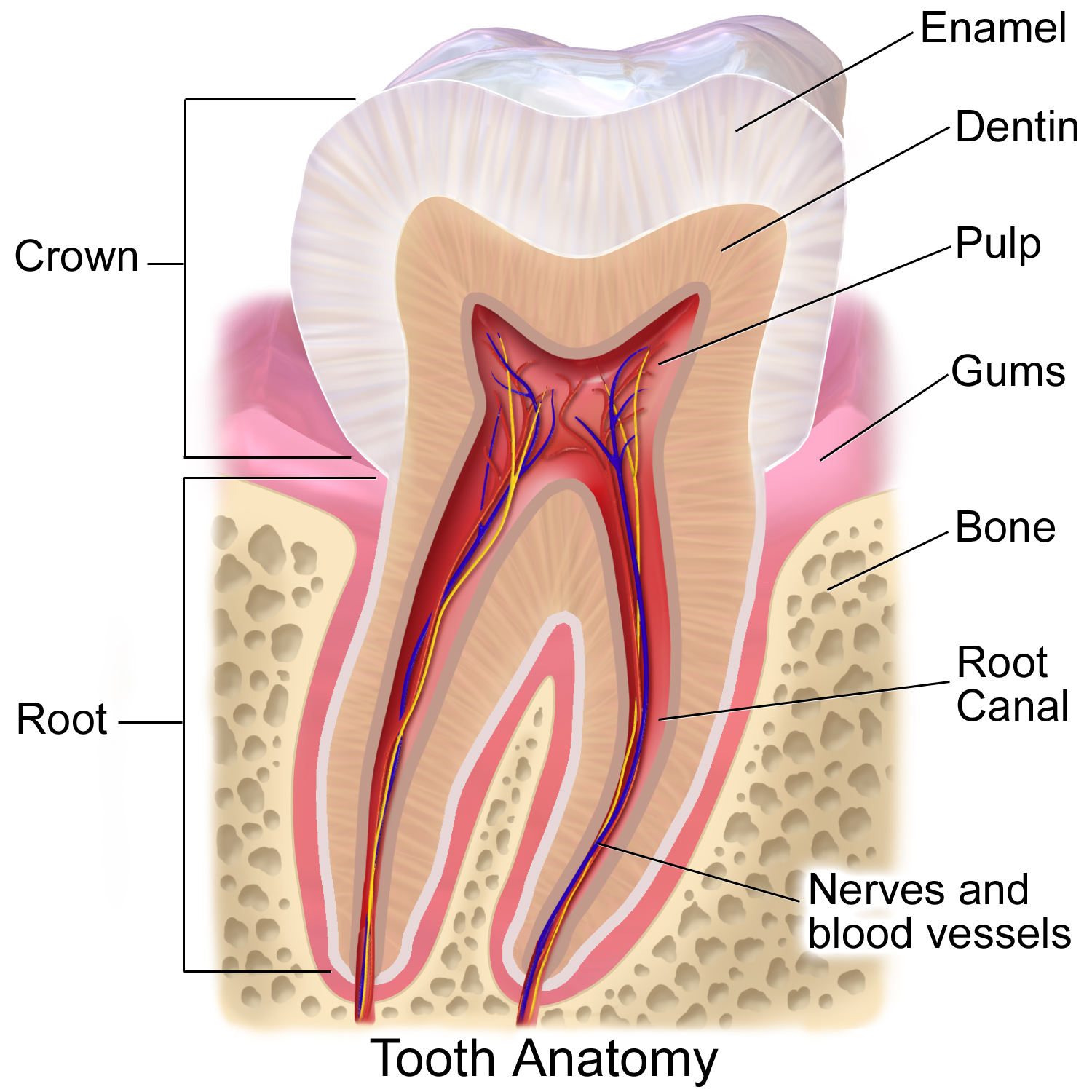 <p>MOLAR TOOTH</p>