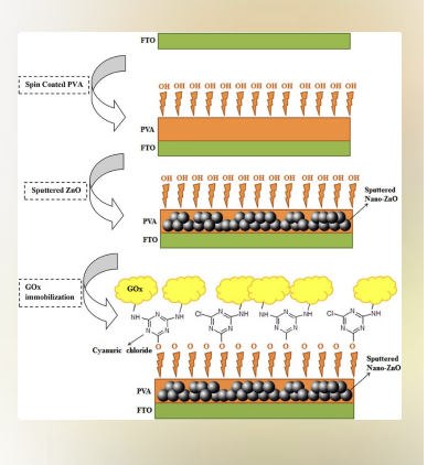 <p>Process: Attaching enzymes to SOLID substrates. Has applications in biosensors, controlled release devices, protein analysis.</p><p>Bioactivity: Dependent on the action of the enzyme. Techniques range from adsorption to covalent linkages with spacer arms.</p><p>Case Study: Glucose Oxidase Biosensor: Immobilized glucose oxidase on electrospun nanofibers achieved 95% <strong>enzyme </strong>retention after 30 days. Used spacer-arm technique for <strong>covalent attachmen</strong>t, resulting in 3x higher sensitivity compared to direct binding. Clinical validation showed accurate glucose detection in range 2-25 mmol/L, making it suitable for continuous glucose monitoring devices.</p><p>The diagram on the right illustrates the sophisticated "layer-cake" construction of a biosensor:</p><p><strong>FTO Substrate:</strong> The base layer is Fluorine-doped Tin Oxide (FTO), which is a conductive glass used to transmit the electrical signal. <strong>Spin-Coated PVA:</strong> A layer of Polyvinyl Alcohol (PVA) is added. Notice the <strong>-OH (hydroxyl)</strong> groups pointing up—this is exactly the kind of "reactive surface" mentioned in the earlier slides. <strong>Sputtered Nano-ZnO:</strong> Zinc Oxide nanoparticles are added to increase the surface area and improve the electrical connection. <strong>GOx Immobilization:</strong> Finally, the <strong>Glucose Oxidase</strong> enzyme (the yellow clouds) is attached. <strong>Cyanuric Chloride:</strong> This molecule acts as the "cross-linker" or bridge between the PVA/ZnO base and the enzyme. <strong>The Result:</strong> This setup achieved <strong>95% enzyme retention</strong> over 30 days and <strong>3x higher sensitivity</strong> than direct binding.</p><p></p>