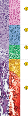 <p>Slide 29</p>