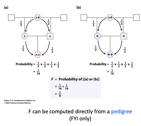 <ul><li><p>Inbreeding can lead to increased homozygotes at a slow rate</p></li><li><p>The coefficient of inbreeding<strong> (F)</strong> = probability that two alleles in any individual are identical by descent (i.e. both alleles came from the same ancestor allele in a previous generation)</p></li><li><p>F can be computed directly from a pedigree (FYI only)</p></li></ul><p><strong>Example:</strong> we have a group of gametes and select an egg with A1. The fraction of sperm also containing the identical allele would be F. The fraction not carrying the identical allele is 1-F.</p>