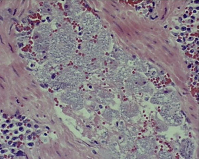 <p>occluding the blood vessel in the spleen of a cat</p>