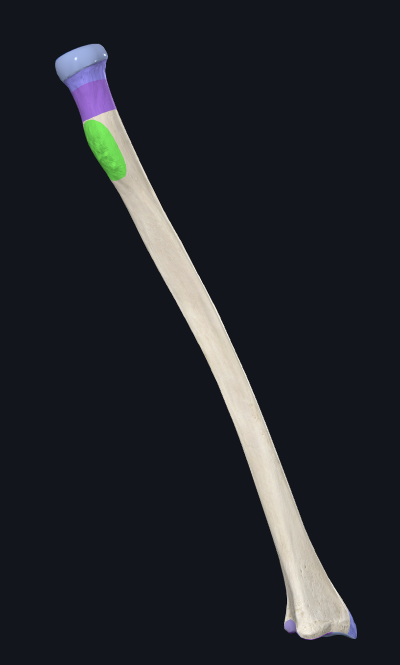 <p>What is highlighted in green?</p>