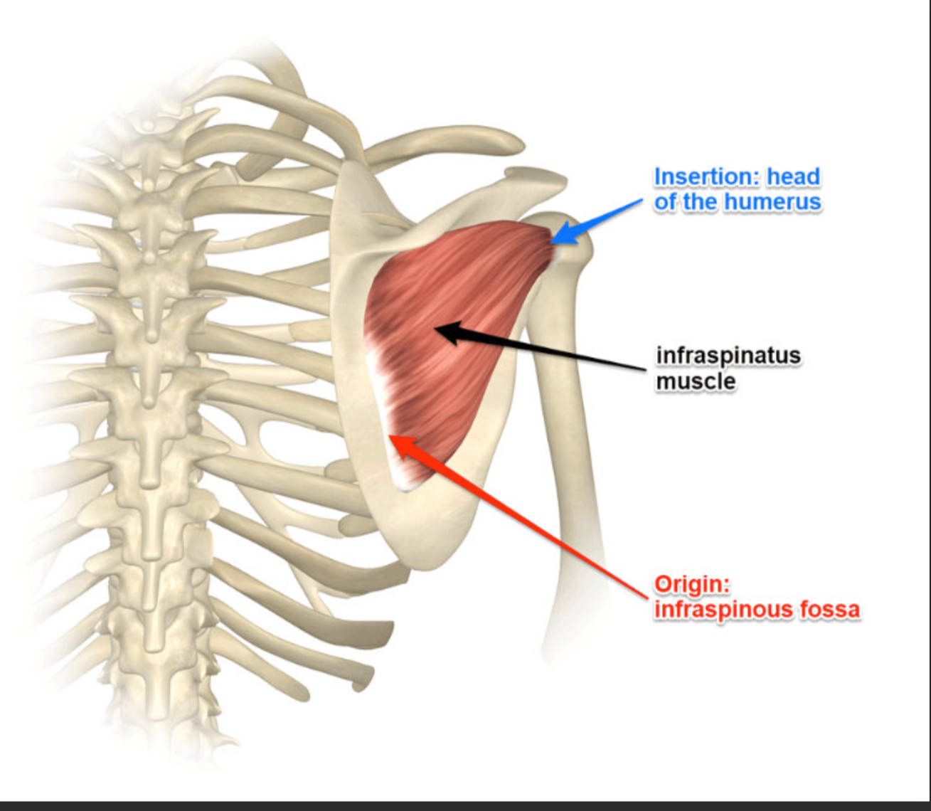 <p>Infraspinatus (shoulder) origin </p>