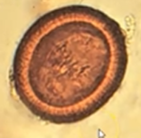 <p><span style="background-color: rgba(0, 0, 0, 0); line-height: 19.7625px;">What is the species in this photo and WHY?</span></p>