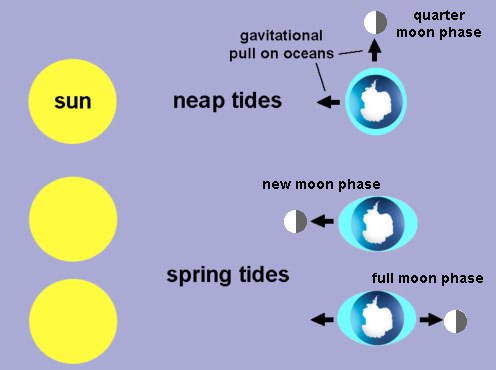 <p>Neap is tidal minimum; moon is directly above/below the earth and the sun is on the left</p><p>Spring is tidal maximum; moon is to the left or right of the earth and sun is on opposing side</p>