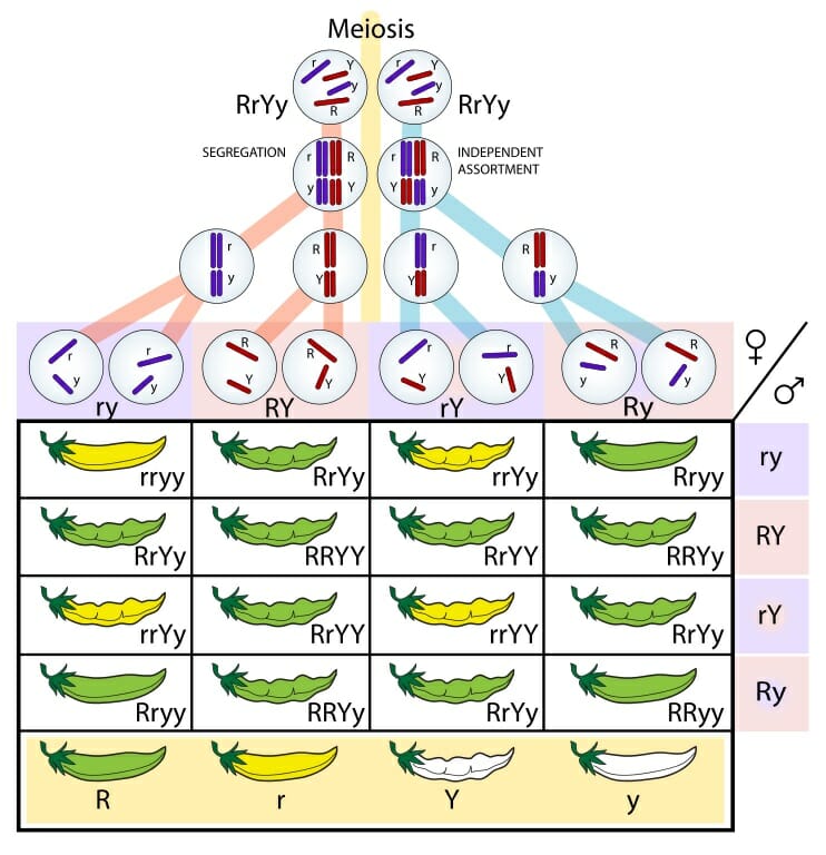 <p>States that alleles for different traits are sorted into gametes  independently of one another.</p><p>OR</p><p>When homologous chromosomes pairs line up and stack in synapsis during Prophase I, there are 2 possible ways that each pair can stack in relation to another pair.</p>