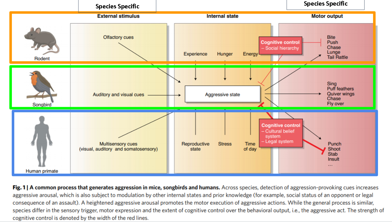 <ul><li><p>Minds produce aggression by two brain systems that process sensory cues unique to each species. These systems produce internal states in the context of the internal environment and motor outputs also unique to each species.</p></li><li><p>Species differ in sensory trigger motor expression and extent of cognitive control over behavioral output </p></li></ul><p>ex. A bird waving its wing is NOT the same as a human waving their hand, instead they use it as a way to avoid conflict and defend territory</p><p><strong>Common process among humans, song birds, and mice</strong>:<strong> </strong></p><p>Brain process aggression-relevant stimuli <strong>→</strong> consider those representations in light of</p><p>internal states <strong> → </strong>produce aggressive impulses that are then considered</p><p>in light of cognitive controls<strong> → </strong> converted into learned and</p><p>unlearned aggressive behaviors</p>