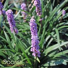 <p><span style="font-family: Calibri, sans-serif;">feathery tuft tuft of (lilac) flowers; like elegant headdresses or theatrical crests.</span></p>