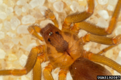 <p>Identified by a dark brown violin-shaped marking on its cephalothorax.</p><p>prefers warm, dry, untraveled areas (i.e. abandoned buildings, attics, closets, wood piles), fabrics (i.e. stored blankets, sheets and clothing) most bites occur in summer months, most bites occur at night (spider is nocturnal) or while dressing.</p><p>Identification:</p><p>-Brown to tan </p><p>-Both sexes equally dangerous</p><p>-Multiple bites suggest another cause</p>