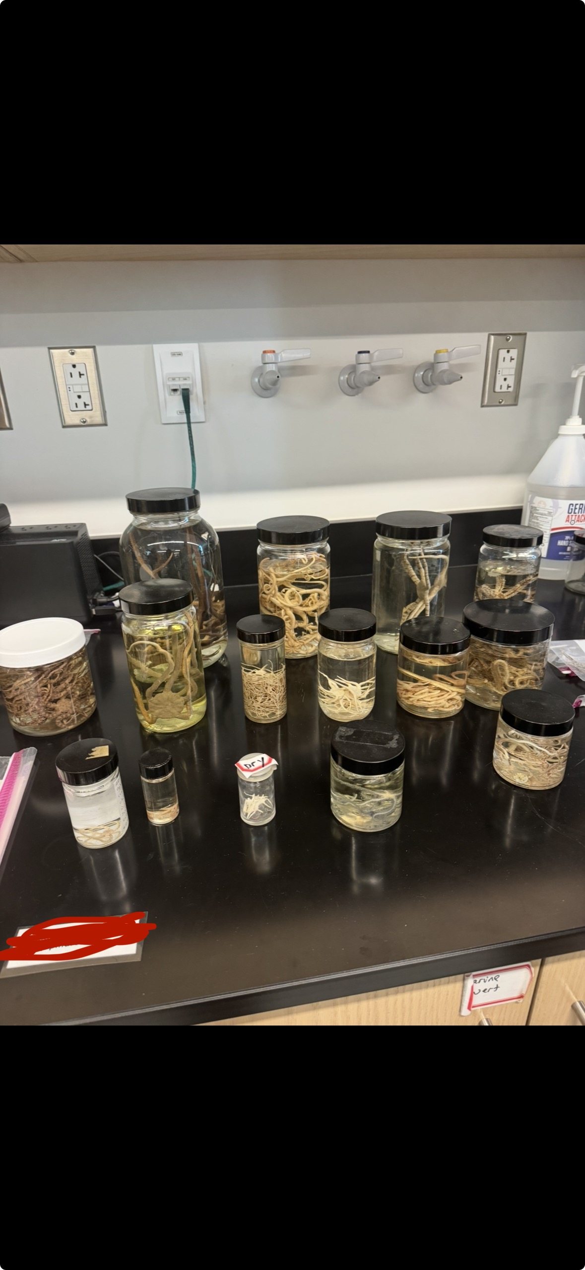 <p>Phylum?</p><p>Class?</p>