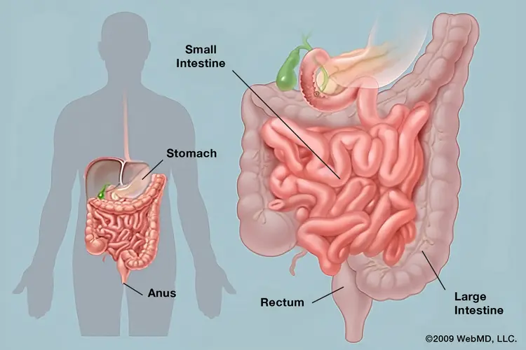 <p>gastrointestinal (adj)</p>