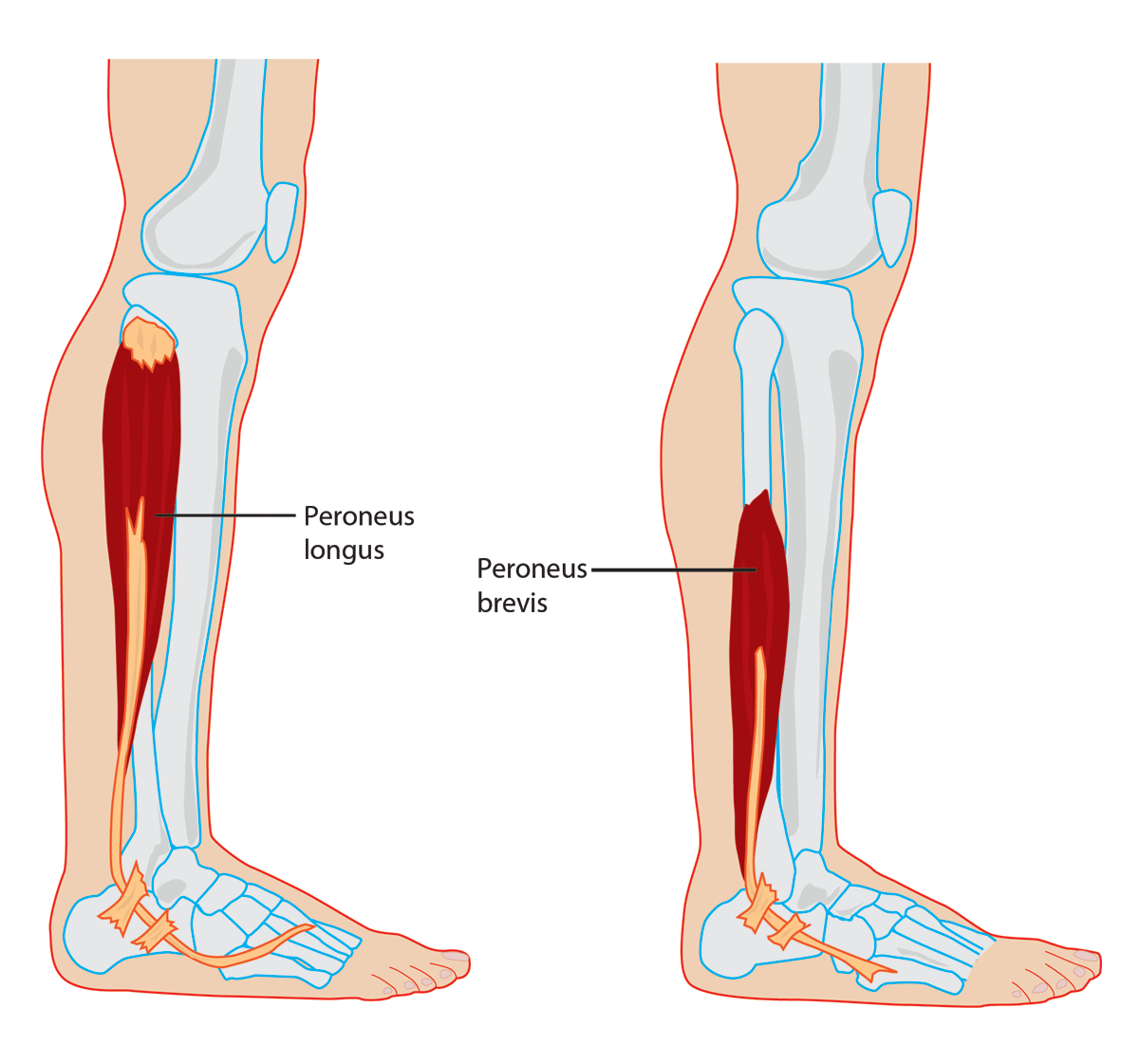 <p><strong>Ursprung</strong></p><p>Distala 2/3 av laterala fibula</p><p></p><p><strong>Fäste</strong></p><p>Tuberositas metatarsale V</p><p></p><p><strong>Funktion</strong></p><p>Eversion</p>