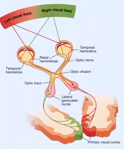 <ul><li><p class="Paragraph SCXO203453604 BCX0" style="text-align: left;"><span style="background-color: inherit; line-height: 19.55px; color: windowtext;">Anything in right visual field casts an image to the left side of the retina in the left and right eye</span><span style="line-height: 19.55px; color: windowtext;">&nbsp;</span></p></li><li><p class="Paragraph SCXO203453604 BCX0" style="text-align: left;"><span style="background-color: inherit; line-height: 19.55px; color: windowtext;">Vice versa&nbsp;</span><span style="line-height: 19.55px; color: windowtext;">&nbsp;</span></p></li><li><p class="Paragraph SCXO203453604 BCX0" style="text-align: left;"><span style="background-color: inherit; line-height: 19.55px; color: windowtext;">Information in the right visual field is transmitted to the left visual cortex</span><span style="line-height: 19.55px; color: windowtext;">&nbsp;</span></p></li><li><p class="Paragraph SCXO203453604 BCX0" style="text-align: left;"><span style="background-color: inherit; line-height: 19.55px; color: windowtext;">Vice versa&nbsp;</span><span style="line-height: 19.55px; color: windowtext;">&nbsp;</span></p></li></ul><p></p>