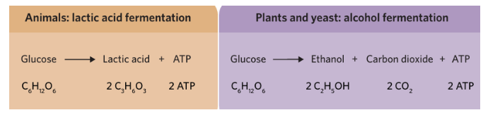 <p class="Paragraph SCXO8554173 BCX0" style="text-align: left;"><span style="background-color: inherit; line-height: 20.7px; color: windowtext;">Anaerobic fermentation produces only 2 ATP and also produces a harmful by product (lactic acid or ethanol) that cells must promptly dispose of before it accumulates</span><span style="line-height: 20.7px; color: windowtext;">&nbsp;</span></p><p class="Paragraph SCXO8554173 BCX0" style="text-align: left;"><span style="line-height: 20.7px; color: windowtext;">&nbsp;</span></p>